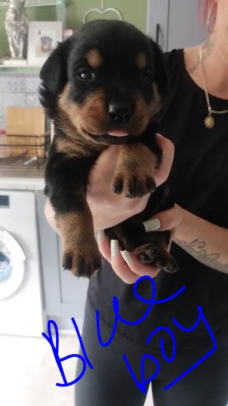 Rottweiller Puppies