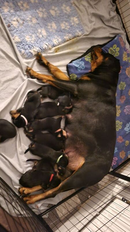 Rottweiler Puppies For Sale