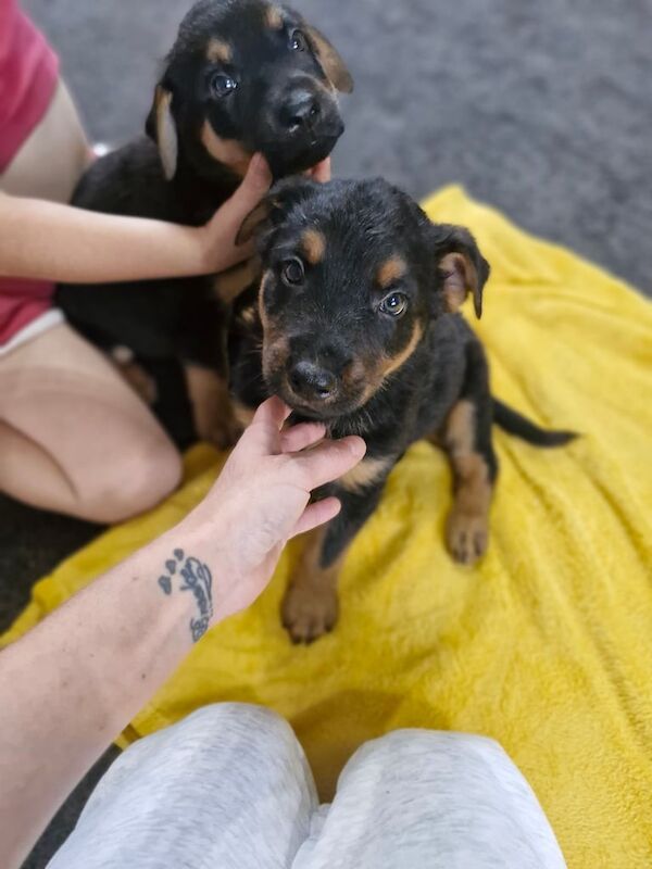Rottweiler puppies for sale in Huntingdon, Cambridgeshire – 11 weeks old
