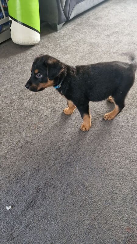 Rottweiler puppies for sale in Huntingdon, Cambridgeshire – 11 weeks old - Image 2 of 3