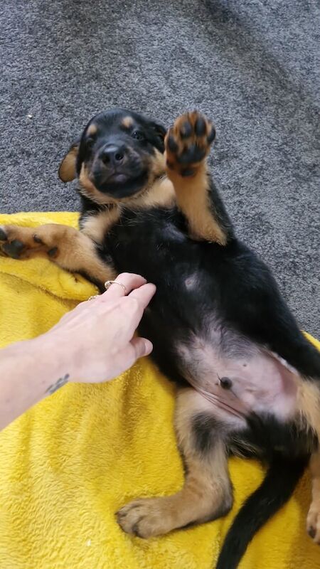 Rottweiler puppies for sale in Huntingdon, Cambridgeshire – 11 weeks old - Image 3 of 3