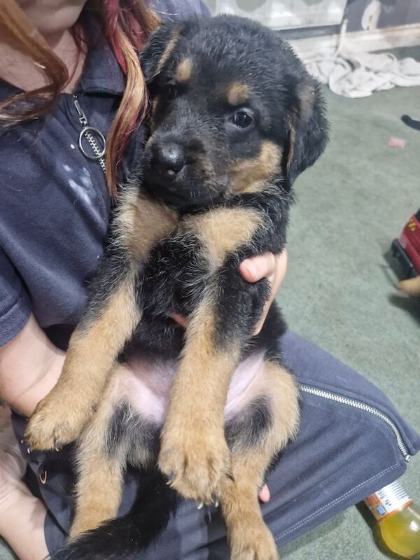 Rottweiler puppies for sale in Huntingdon, Cambridgeshire – 6 weeks old