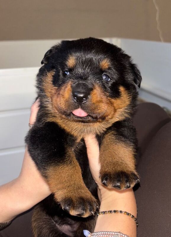 Rottweiler puppies for sale in Newbiggin-by-the-Sea, Northumberland – KC registered, 8 weeks old