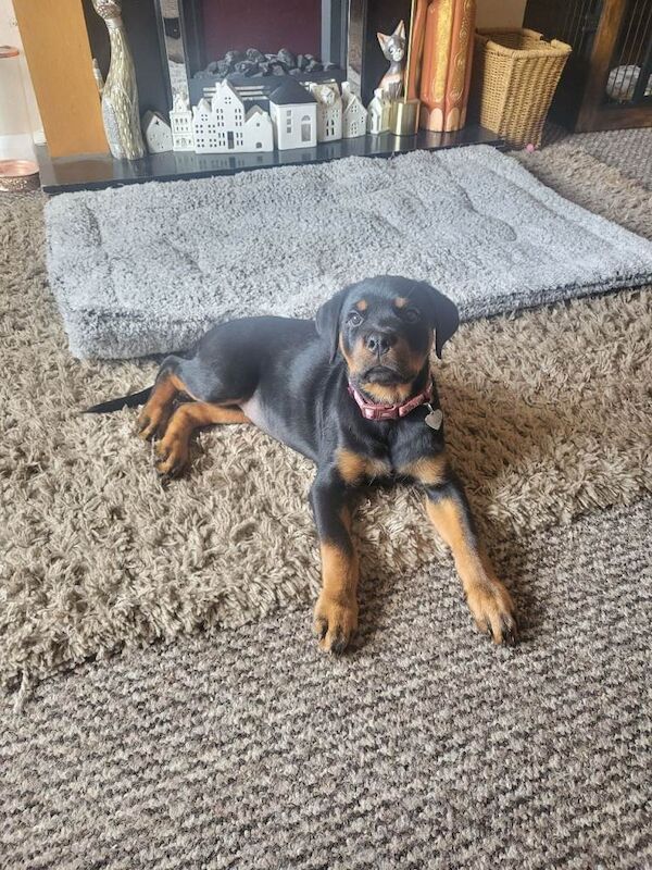 rottwieler pup