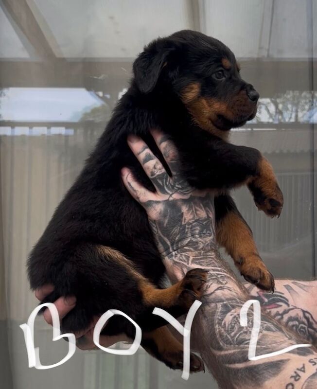 Rottwieler puppies