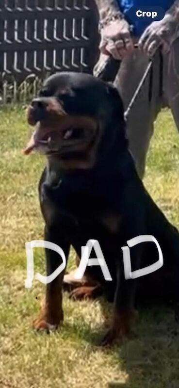 Rottwieler puppies - Image 2 of 4
