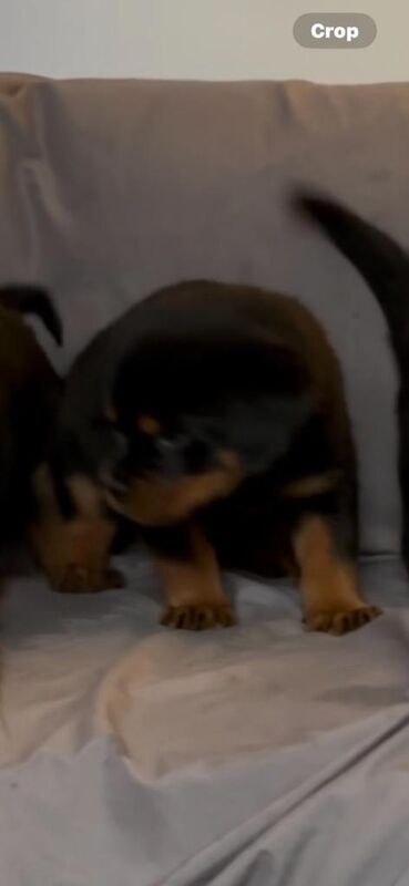 Rottwieler puppies - Image 3 of 4