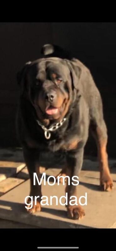 Rottwieler puppies - Image 4 of 4