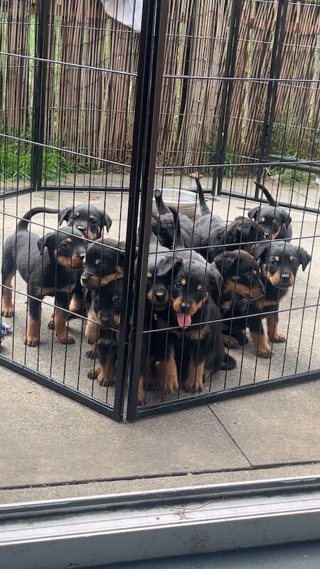 Rottweiler puppies for sale in Hamilton, Lanarkshire – 10 weeks old