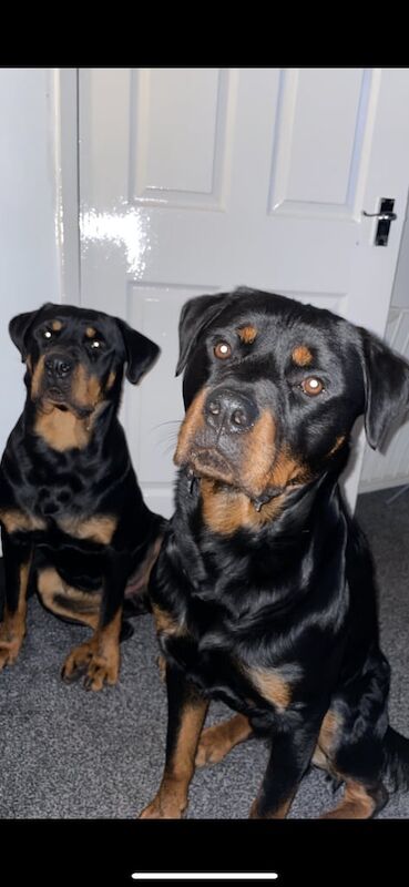 Rottweiler puppies for sale in Hamilton, Lanarkshire – 10 weeks old - Image 2 of 3