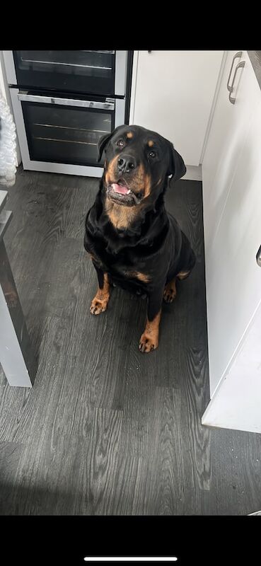 Rottweiler puppies for sale in Hamilton, Lanarkshire – 10 weeks old - Image 3 of 3