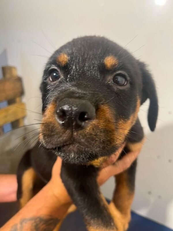 Rottwiler puppies pure breed