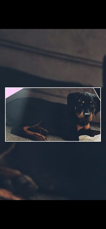 Rotweiler female puppy for sale in Rochdale, Greater Manchester | Image 2