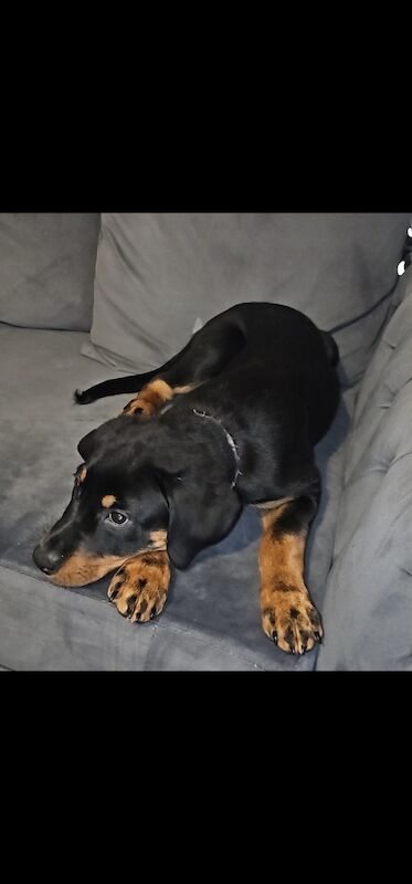 Rotweiler female puppy for sale in Rochdale, Greater Manchester | Image 3