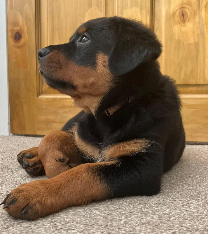 Rottweiler puppies for sale in Upper Beeding, West Sussex – 1 year old