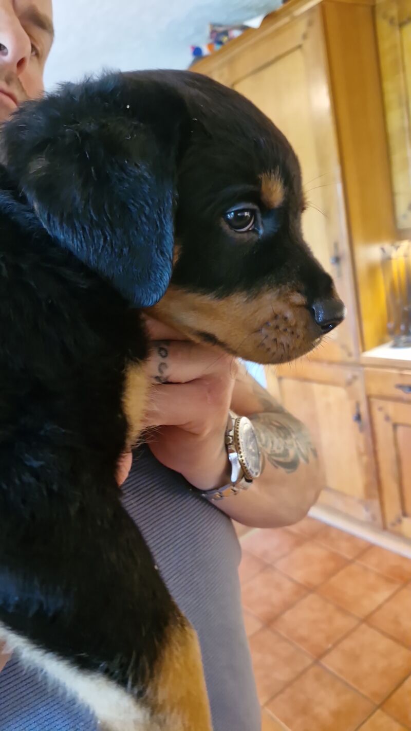 Rotweiler puppy for sale in Upper Beeding, West Sussex | Image 2