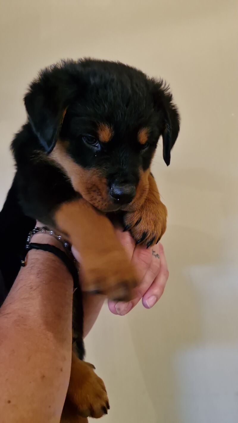 Rotweiler puppy for sale in Upper Beeding, West Sussex | Image 3