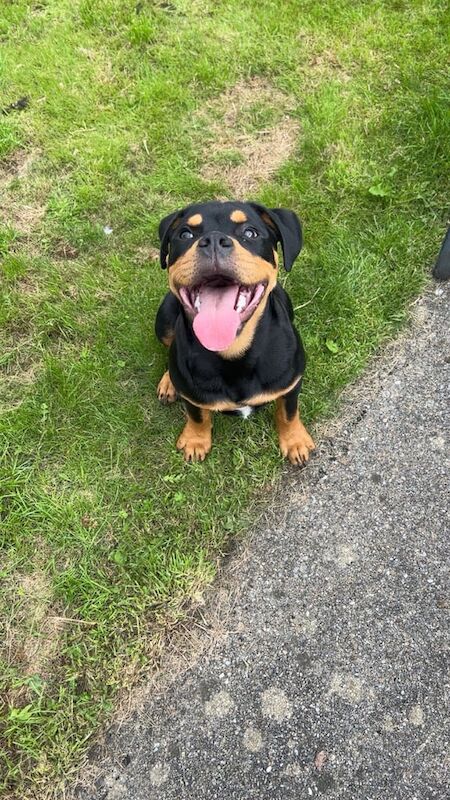 Rottweiler puppies for sale in Londonderry, County Londonderry – 5 months old