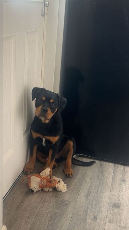 Rottweiler puppies for sale in Londonderry, County Londonderry – 5 months old - Image 2 of 2