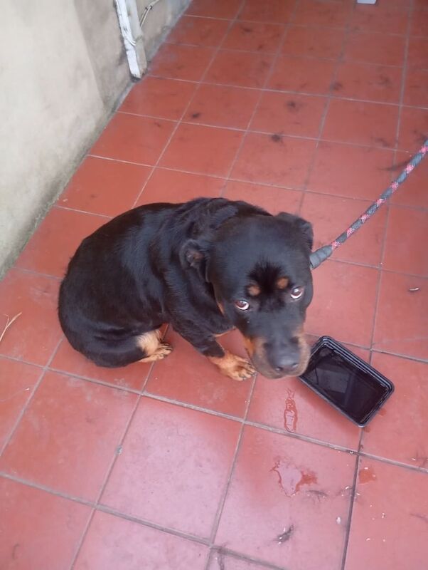 Selling my dog for sale in Plaistow, Greater London