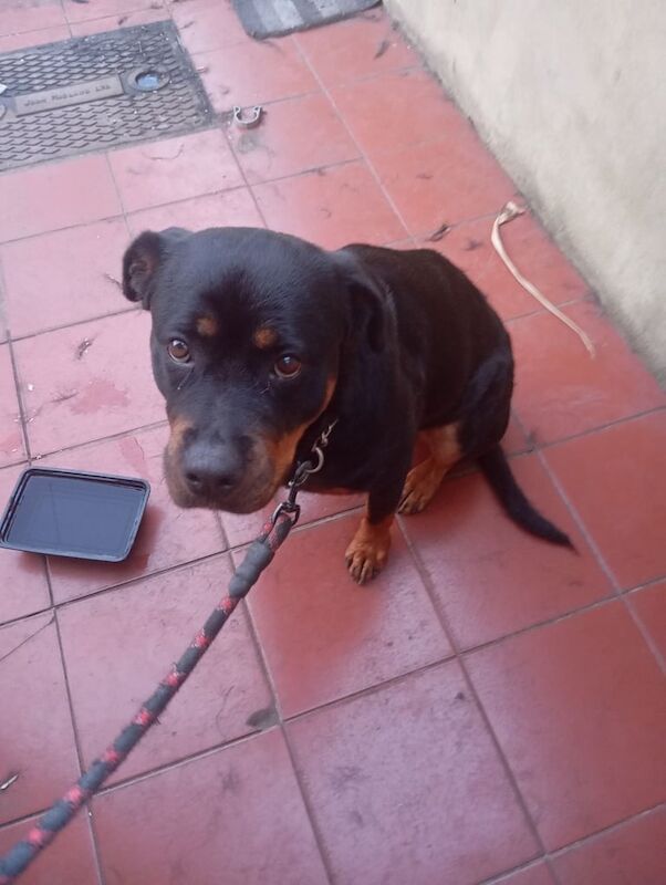 Selling my dog for sale in Plaistow, Greater London | Image 2