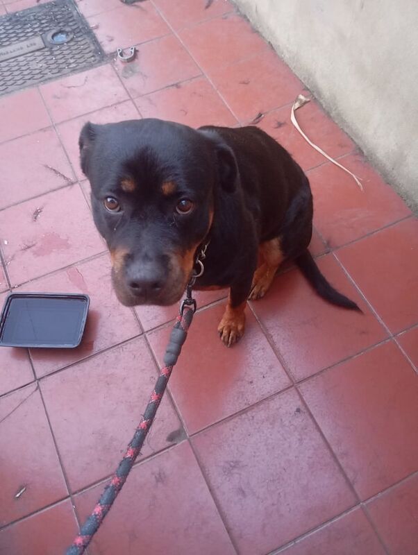 Selling my dog for sale in Plaistow, Greater London | Image 3