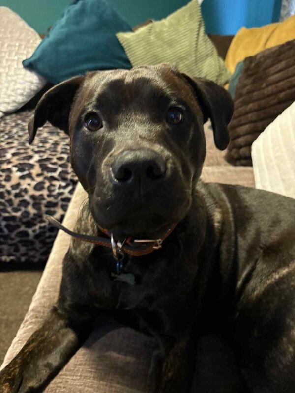 Rottweiler puppies for sale in Ilfracombe, Devon – 9 months old