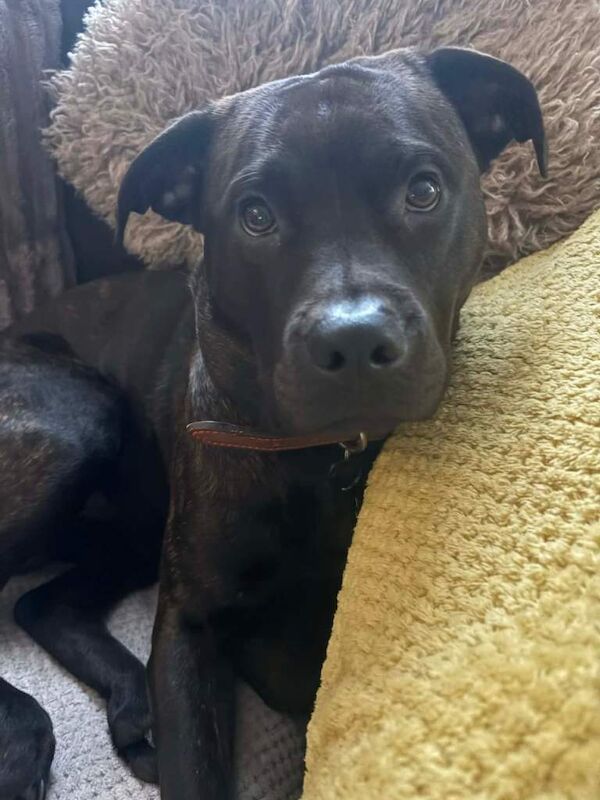 Rottweiler puppies for sale in Ilfracombe, Devon – 9 months old - Image 2 of 6