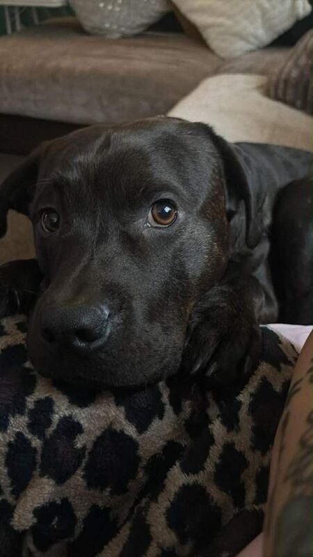 Rottweiler puppies for sale in Ilfracombe, Devon – 9 months old - Image 3 of 6