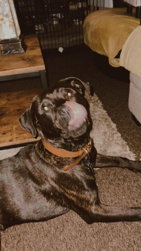 Rottweiler puppies for sale in Ilfracombe, Devon – 9 months old - Image 4 of 6