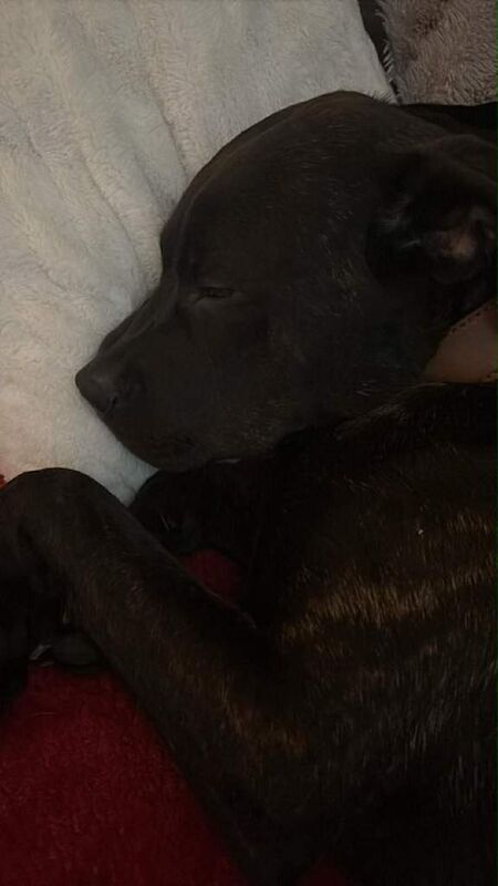 Rottweiler puppies for sale in Ilfracombe, Devon – 9 months old - Image 5 of 6