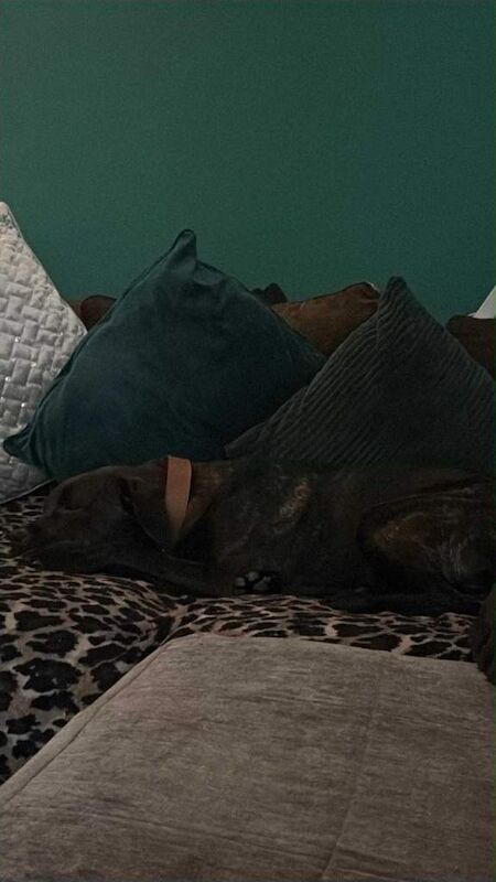 Rottweiler puppies for sale in Ilfracombe, Devon – 9 months old - Image 6 of 6