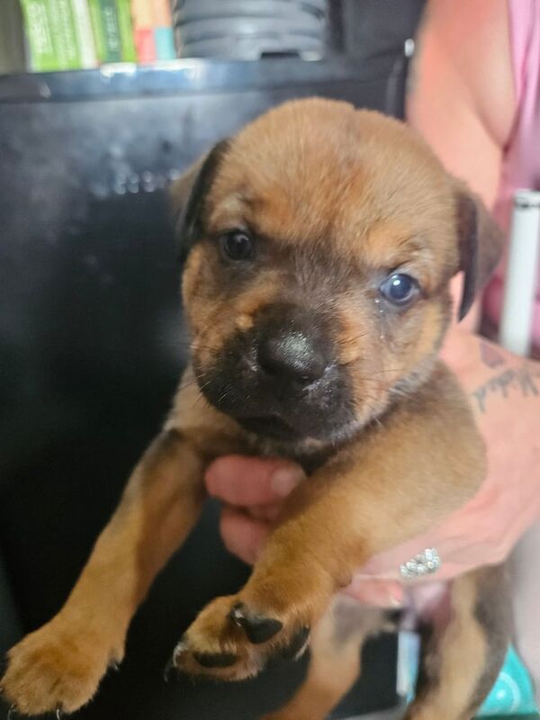 Rottweiler puppies for sale in Twickenham, Greater London – 5 weeks old