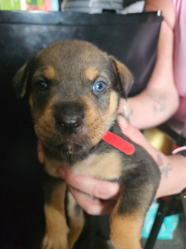 Rottweiler puppies for sale in Twickenham, Greater London – 5 weeks old - Image 2 of 3