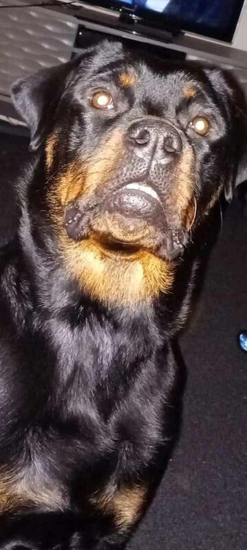 Rottweiler puppies for sale in Bellshill, Lanarkshire – 1 year old