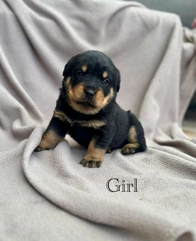 Kennel Club Registered Rottweiler Puppies For Sale