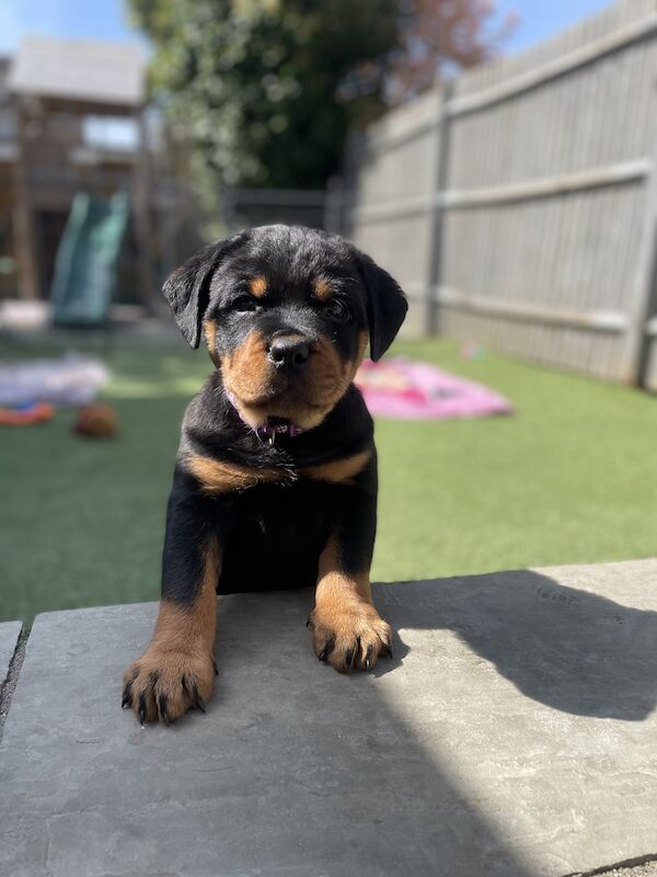Grouchy Rottweilers Stunning Chunky Rottweilers - Rottweiler Puppies For Sale in Sevenoaks ...