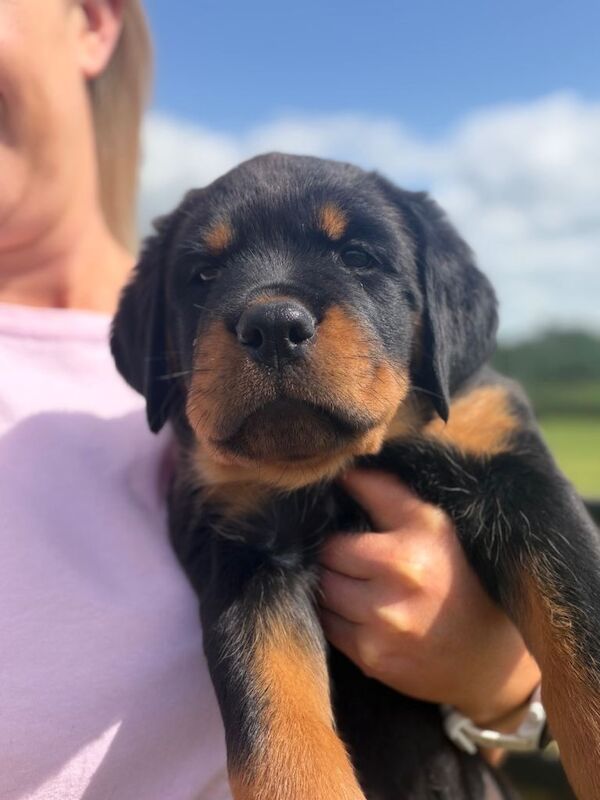 Stunning IKC Rottweiler Puppies
