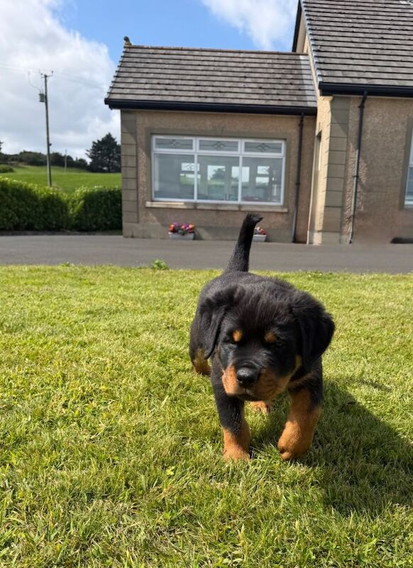 Stunning IKC Rottweiler Puppies - Image 2 of 4