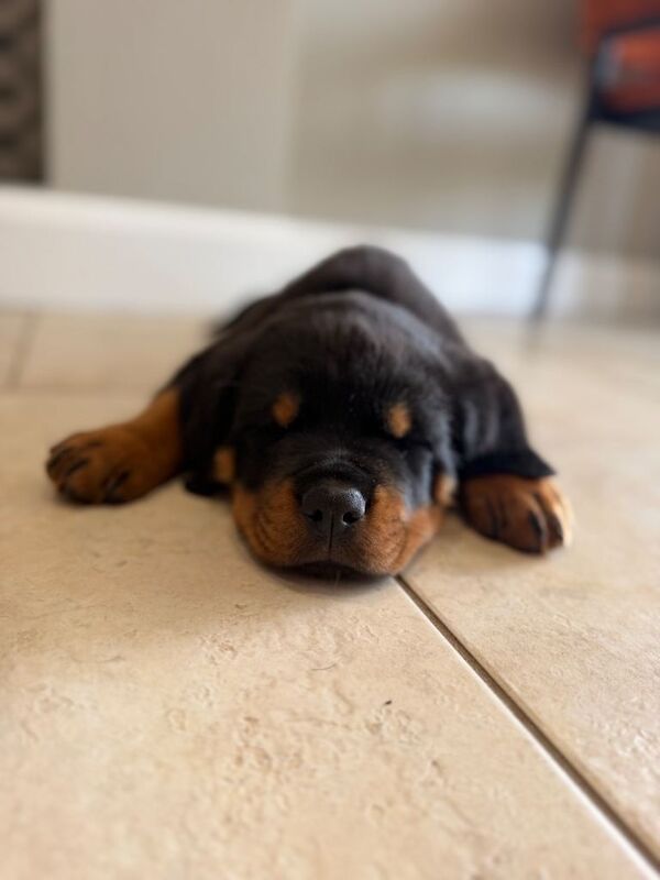 Stunning IKC Rottweiler Puppies - Image 3 of 4