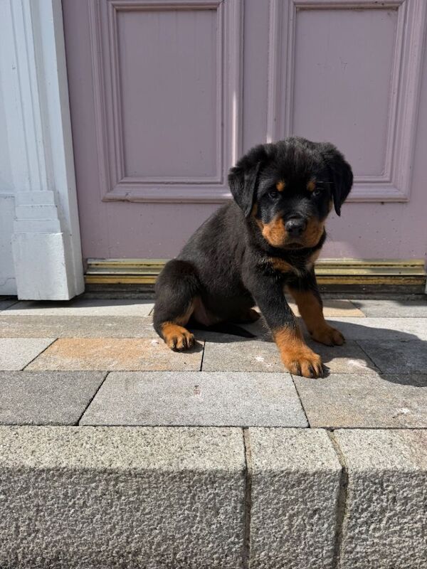 Stunning IKC Rottweiler Puppies - Image 4 of 4