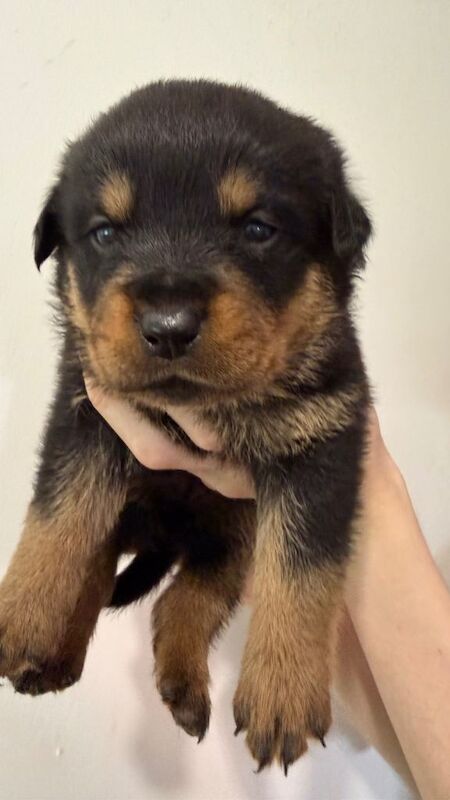Stunning KC Reg Rottweiler Puppies for sale Essex £1500