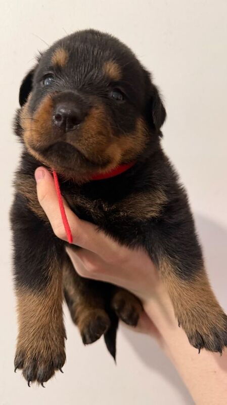Stunning KC Reg Rottweiler Puppies for sale Essex £1500 - Image 2 of 3