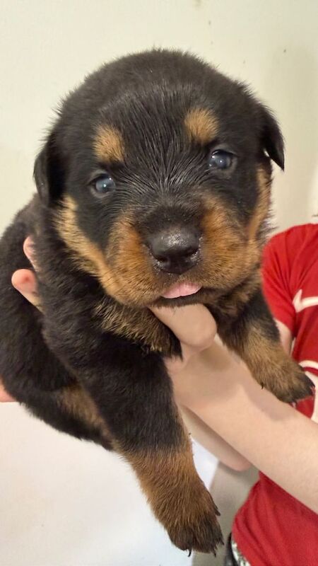 Stunning KC Reg Rottweiler Puppies for sale Essex £1500 - Image 3 of 3