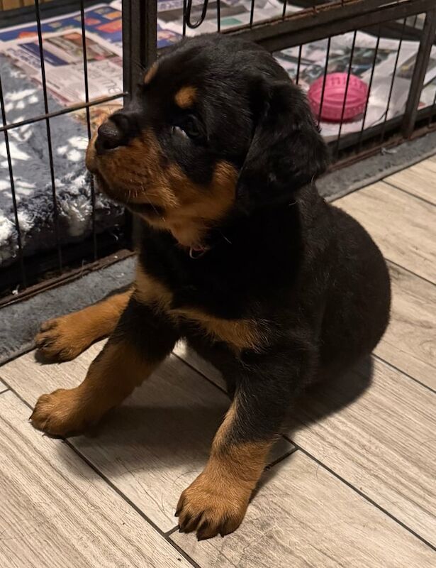 Rottweiler puppies for sale in Stoke-on-Trent, Staffordshire – 6 weeks old