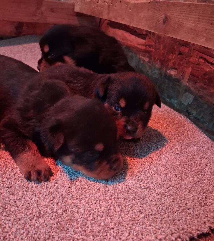 Rottweiler Puppies For Sale Under £1,000