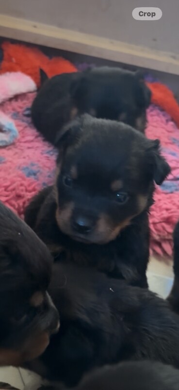 Stunning Rottweiler pups