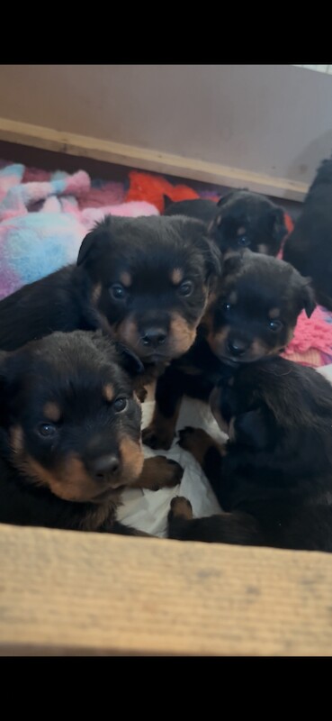 Stunning Rottweiler pups - Image 2 of 5