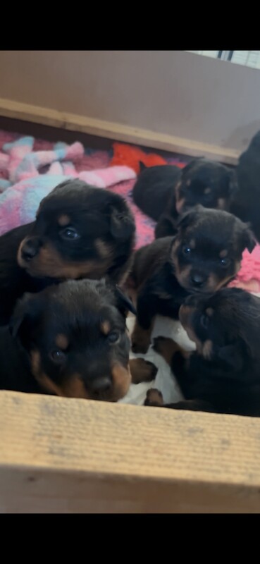 Stunning Rottweiler pups - Image 3 of 5