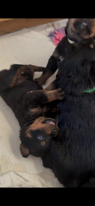 Stunning Rottweiler pups - Image 4 of 5